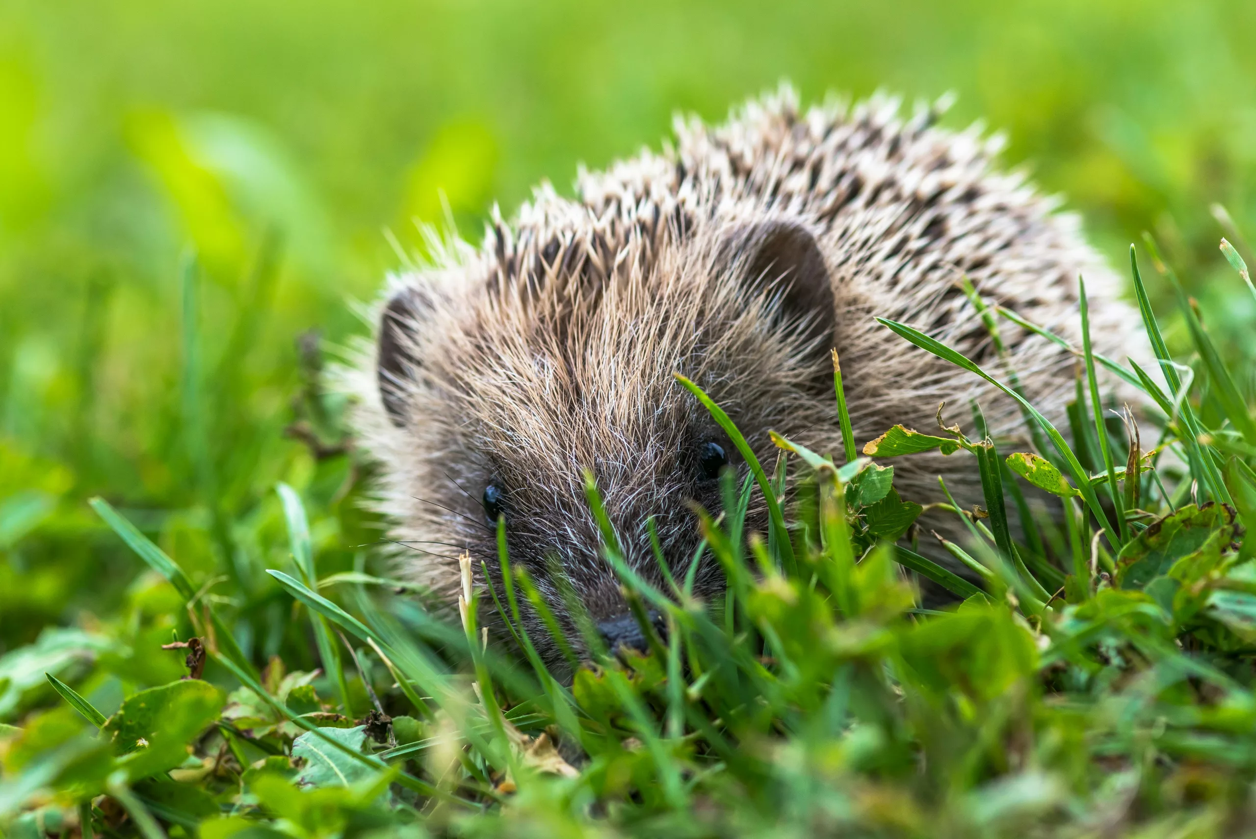 De egel is een natuurlijke vijand van de naaktslak