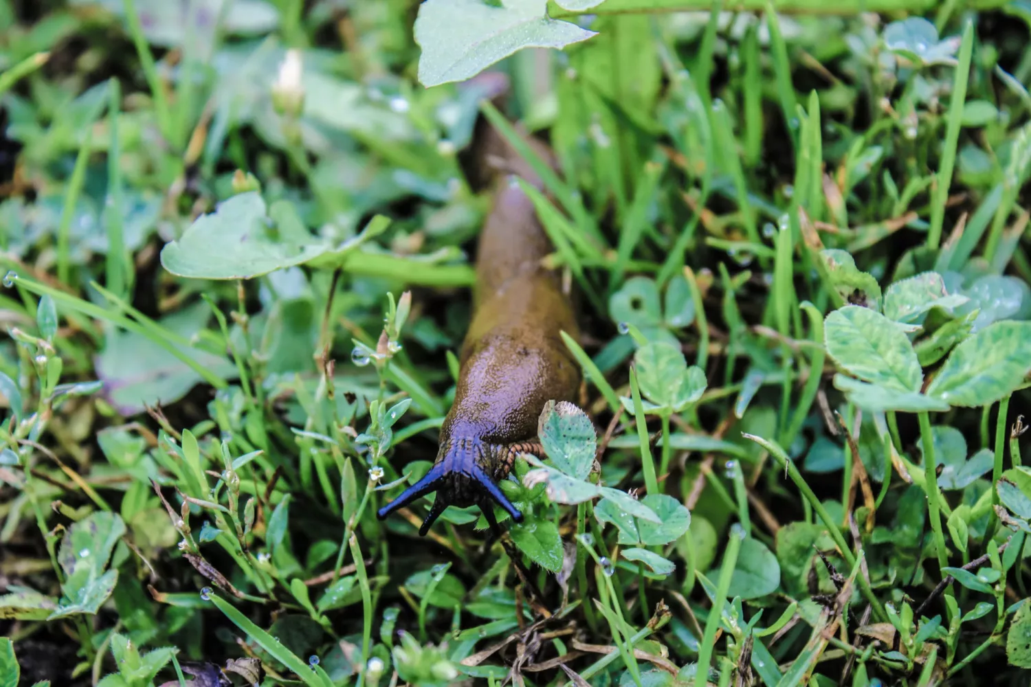 Naaktslakken in de tuin