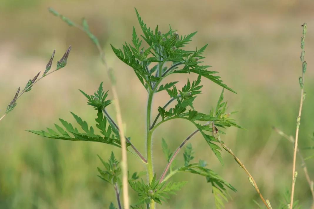 Hooikoortsplant rukt op: zo herken en bestrijd je ambrosia