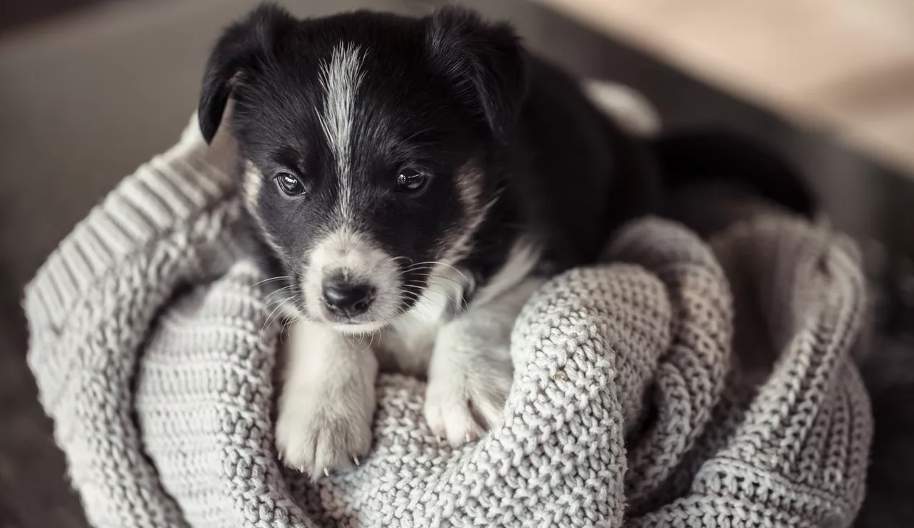 Luna is een van 10 meest populaire honden namen