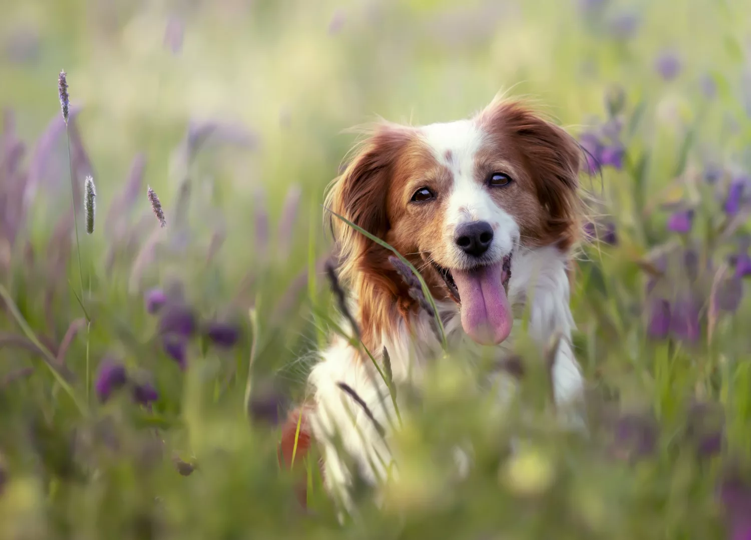 Hond rent in het gras