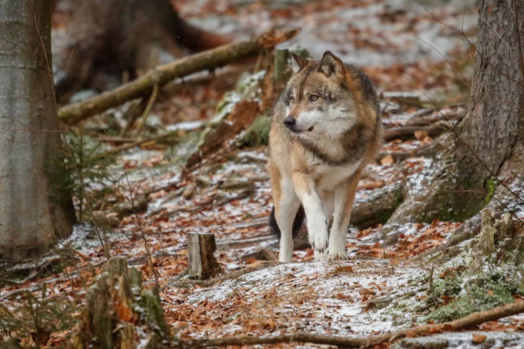 Hoeveel wolven in Nederland?