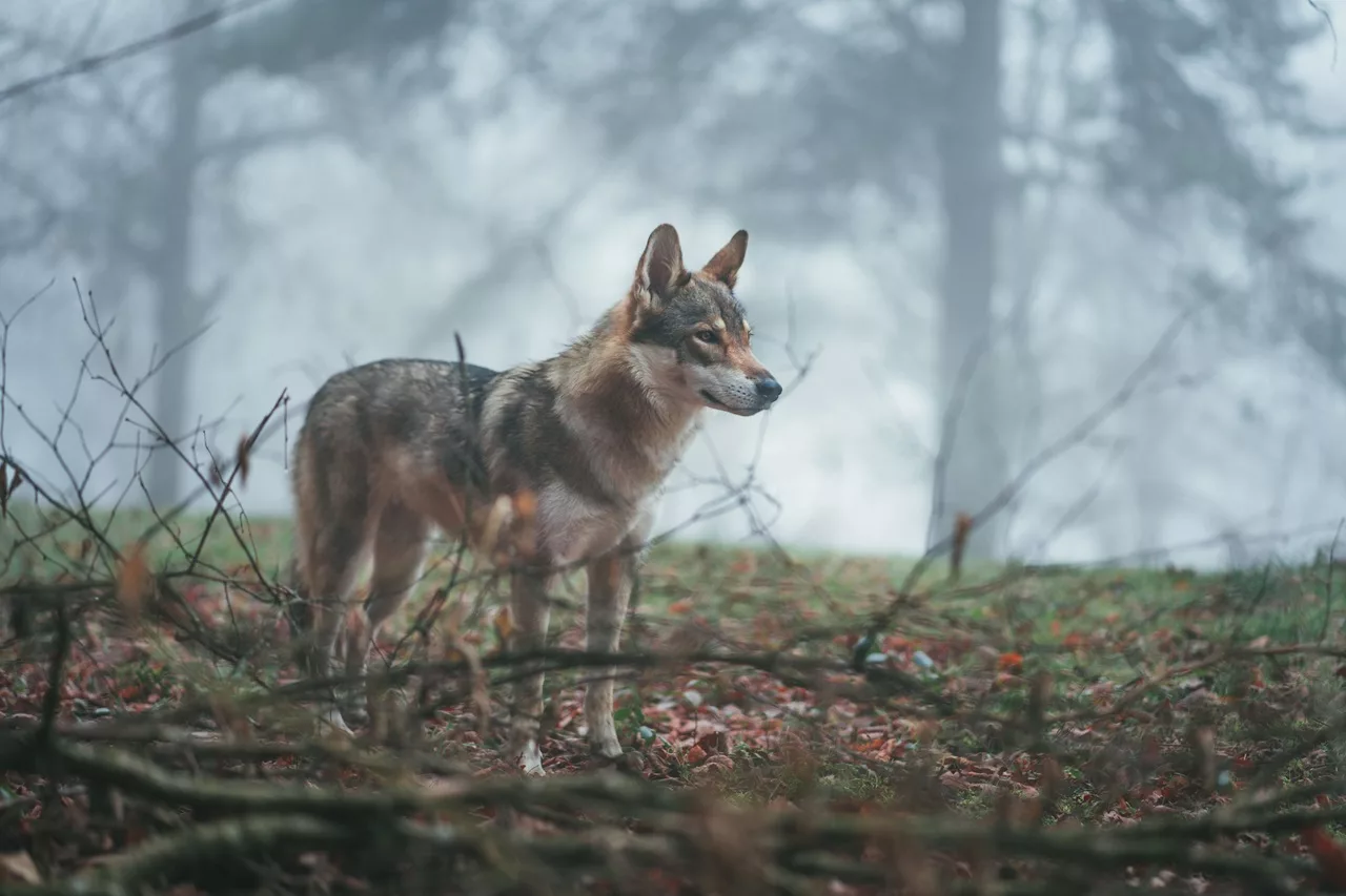 Wolf staart voor zich uit in een bos