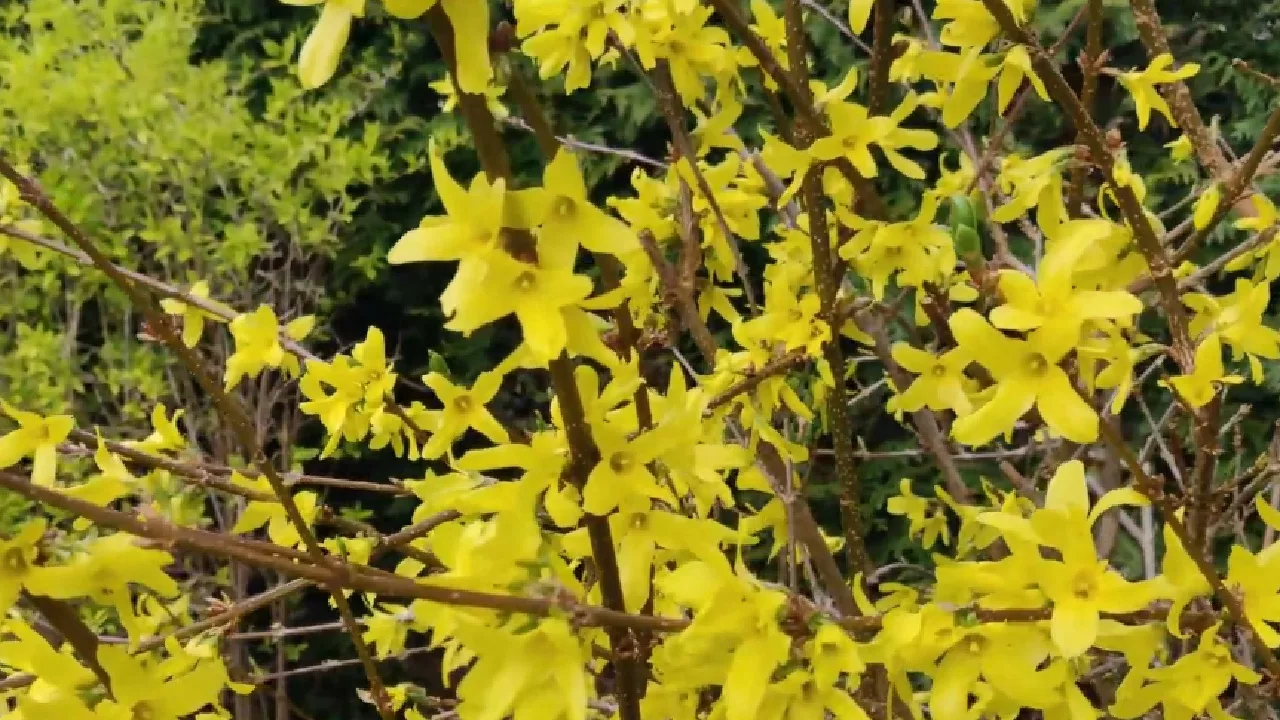 Het Chinees klokje in bloei