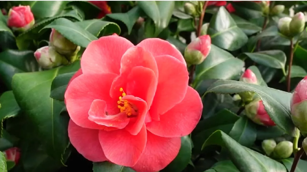 De Japanse roos in bloei