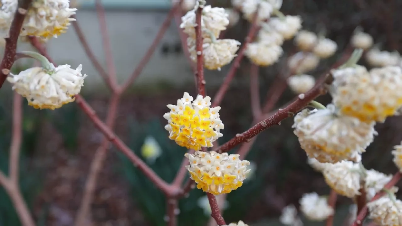 Een Papierstruik is een van de planten in februari die bloeit